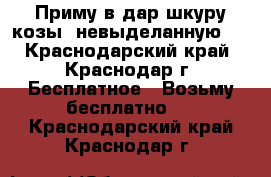 Приму в дар шкуру козы (невыделанную)  - Краснодарский край, Краснодар г. Бесплатное » Возьму бесплатно   . Краснодарский край,Краснодар г.